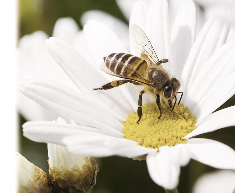 Bee Sting Allergy - Family Allergy & Asthma Clinic Denton, Flower Mound