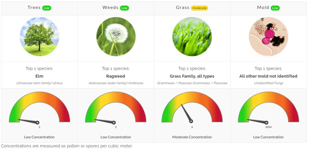 pollen count north texas allergies allergy asthma