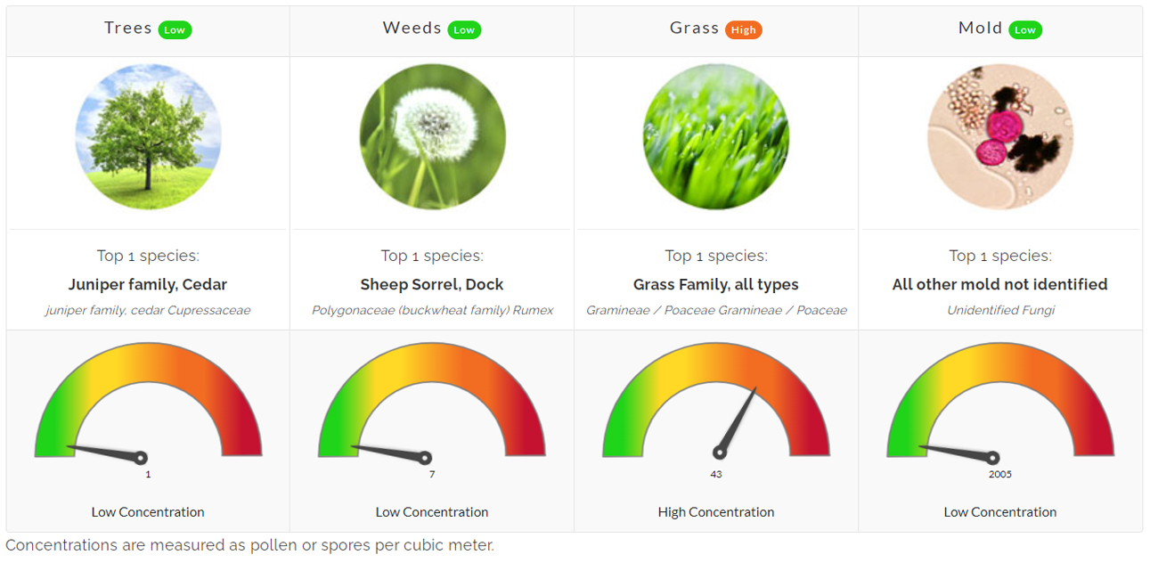 pollen count allergies allergy asthma