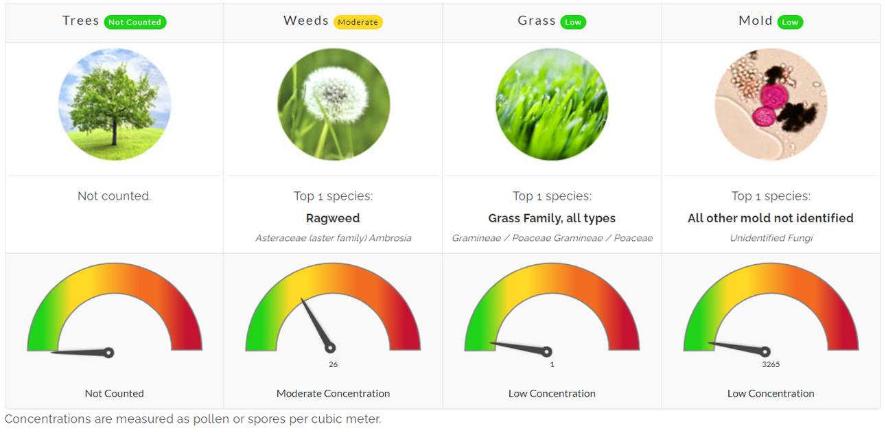allergy asthma north texas allergist pollen count ragweed weeds weed